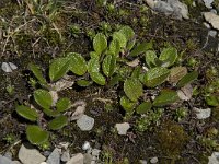 Salix reticulata 3, Saxifraga-Willem van Kruijsbergen