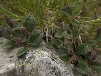 Salix reticulata 7, Saxifraga-Willem van Kruijsbergen