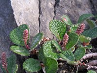 Salix reticulata 8, Saxifraga-Jeroen Willemsen