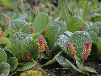 Salix reticulata 9, Saxifraga-Jeroen Willemsen