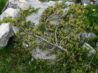Salix retusa 14, Saxifraga-Dirk Hilbers