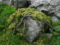Salix retusa 15, Saxifraga-Dirk Hilbers