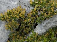 Salix retusa 5, Saxifraga-Willem van Kruijsbergen