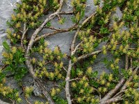 Salix retusa 6, Saxifraga-Dirk Hilbers