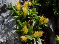 Salix retusa 8, Saxifraga-Ed Stikvoort