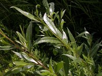 Salix triandra 2, Amandelwilg, Saxifraga-Peter Meininger