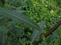 Salix triandra 3, Amandelwilg, Saxifraga-Rutger Barendsee
