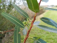 Salix triandra 5, Amandelwilg, Saxifraga-Rutger Barendse