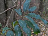 Salix triandra 6, Amandelwilg, Saxifraga-Rutger Barendse