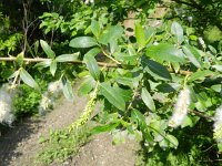 Salix triandra 7, Amandelwilg, Saxifraga-Rutger Barendse