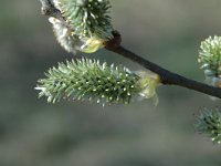 Salix viminalis, Common Osier