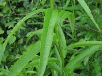 Salix viminalis 2, Katwilg, Saxifraga-Rutger Barendse