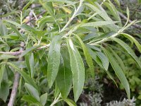 Salix viminalis 3, Katwilg, Saxifraga-Peter Meininger