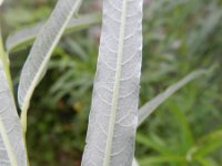 Salix viminalis 5, Katwilg, Saxifraga-Rutger Barendse
