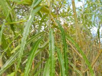 Salix viminalis 6, Katwilg, Saxifraga-Rutger Barendse