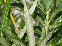 Salix viminalis 4, Katwilg, Saxifraga-Branko Bakan