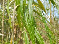 Salix viminalis 7, Katwilg, Saxifraga-Rutger Barendse