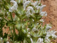 Salvia aethiopis 3, Moorse salie, Saxifraga-Ed Stikvoort