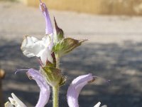 Salvia argentea 2, Saxifraga-Jasenka Topic