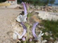 Salvia argentea 3, Saxifraga-Jasenka Topic