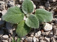 Salvia argentea 4, Saxifraga-Jasenka Topic