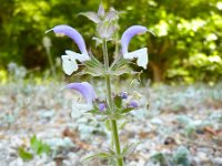 Salvia argentea 5, Saxifraga-Jasenka Topic
