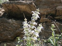 Salvia argentea 6, Saxifraga-Dirk Hilbers