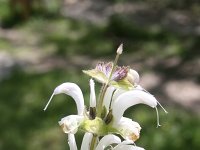 Salvia argentea 7, Saxifraga-Dirk Hilbers