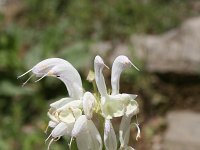 Salvia argentea 9, Saxifraga-Dirk Hilbers