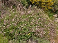 Salvia fruticosa 10, Saxifraga-Harry Jans