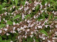 Salvia fruticosa 11, Saxifraga-Harry Jans