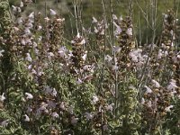 Salvia fruticosa 6, Saxifraga-Jan van der Straaten