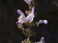 Salvia fruticosa 8, Saxifraga-Willem van Kruijsbergen