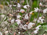 Salvia fruticosa 9, Saxifraga-Harry Jans