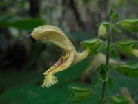 Salvia glutinosa 10, Saxifraga-Ed Stikvoort