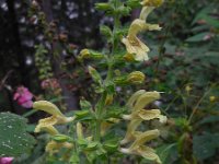 Salvia glutinosa 11, Saxifraga-Ed Stikvoort