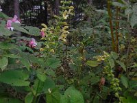 Salvia glutinosa 12, Saxifraga-Ed Stikvoort