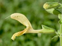 Salvia glutinosa 14, Saxifraga-Sonja Bouwman  1016. Kleverige salie - Salvia glutinosa - Lamiaceae familie (zw)