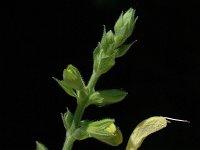Salvia glutinosa 2, Saxifraga-Marijke Verhagen