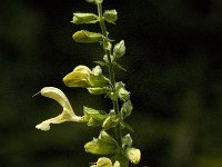 Salvia glutinosa 7, Saxifraga-Jan van der Straaten