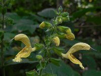 Salvia glutinosa 8, Saxifraga-Ed Stikvoort