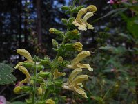 Salvia glutinosa 9, Saxifraga-Ed Stikvoort
