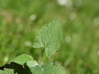 Salvia glutinosa 13, Saxifraga-Sonja Bouwman  1016. Kleverige salie - Salvia glutinosa - Lamiaceae familie (zw)