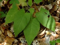 Salvia glutinosa 3, Saxifraga-Jan van der Straaten