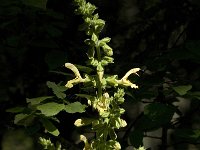 Salvia glutinosa 4, Saxifraga-Jan van der Straaten