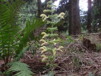 Salvia glutinosa 5, Saxifraga-Jan Willem Jongepier