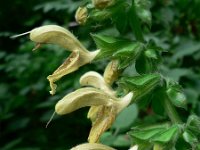 Salvia glutinosa 6, Saxifraga-Jan Willem Jongepier