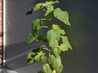 Salvia hispanica 7, Chia, Saxifraga-Ed Stikvoort