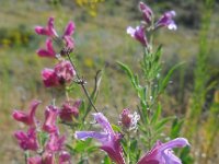 Salvia hydrangea 5, Saxifraga-Ed Stikvoort