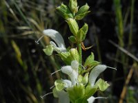 Salvia limbata 2, Saxifraga-Ed Stikvoort